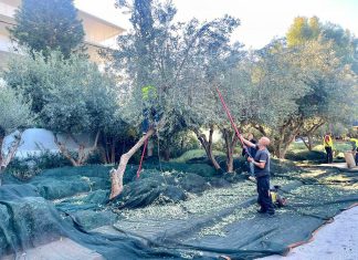 Μαζεύοντας ελιές στους δρόμους της Αθήνας