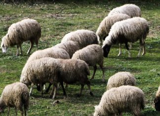 Σκάνδαλο ΟΠΕΚΕΠΕ: Κτηνοτρόφος στον Τύρναβο δήλωσε 4.000 πρόβατα και είχε 1.500