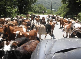 Η ευλογιά στα αιγοπρόβατα φέρνει νέες ανατιμήσεις στο κρέας – Κίνδυνος να «πετάξει» και η τιμή της φέτας