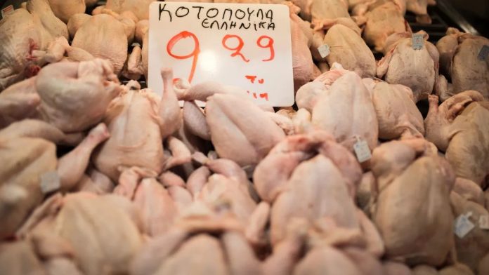 8.Kotopoula