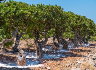 Μαστίχα Χίου: Το παγκόσμιο brand που περνά από γενιά σε γενιά