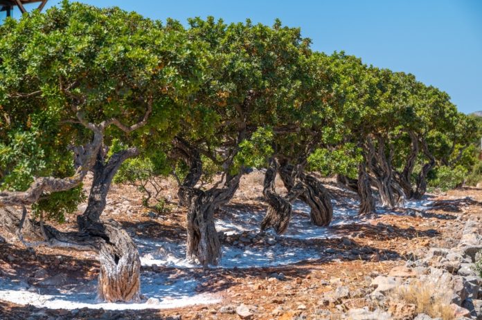 92.Chios