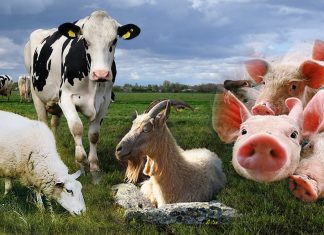 One stop shop Κτηνοτροφίας από Πειραιώς, Milkplan και Γαίας Έργον