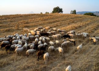 Παράνομες μεταφορές ζώων, αλλαγές ενωτίων και ελλείψεις σε προσωπικό πίσω από τη μετάδοση της ευλογιάς