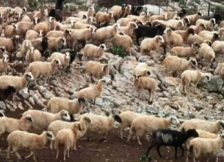 Σύσκεψη στη Λέσβο για τα μέτρα βιοασφάλειας απέναντι στον αφθώδη πυρετό