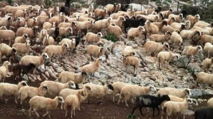 4.Afthodis-Pyretos