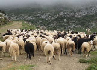ΑΑΔΕ: Πρώτος μαζικός επιτόπιος έλεγχος για αγροτικές επιδοτήσεις στα Ζωνιανά – Παραβάσεις σε 22 κτηνοτρόφους