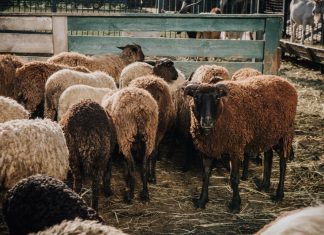 Κτηνοτρόφοι: 16,8 εκατ. ευρώ για απώλεια εισοδήματος – Πάνω από 45 εκατ. ευρώ συνολική ενίσχυση μέχρι σήμερα