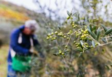 Ελαιόλαδο: Η παραγωγή των Ισπανών πιέζει τις τιμές και οι Ελληνες δεν συγκομίζουν μέχρι να ανέβουν