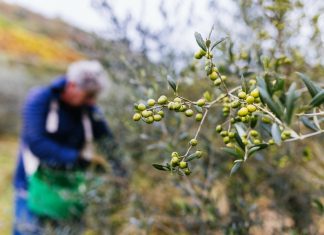 Ελαιόλαδο: Η παραγωγή των Ισπανών πιέζει τις τιμές και οι Ελληνες δεν συγκομίζουν μέχρι να ανέβουν
