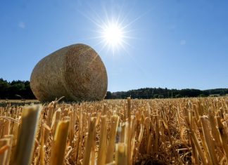 Σιτάρι, καλαμπόκι και σόγια σε ράλι τετραετίας – Γιατί ανεβαίνουν ξανά οι τιμές των αγροτικών προϊόντων
